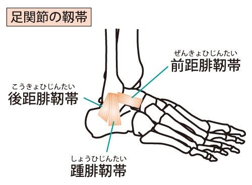 足首の靭帯