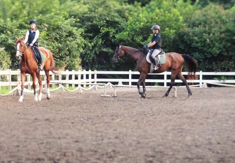 馬場で乗馬をしている様子