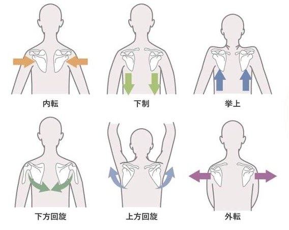 肩甲骨の動き